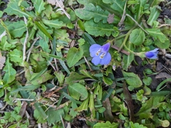 Mazus fauriei
