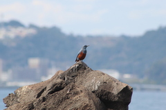 Monticola solitarius philippensis