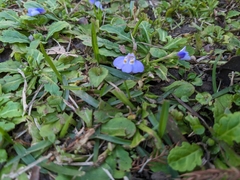 Mazus fauriei
