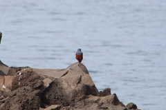 Monticola solitarius philippensis