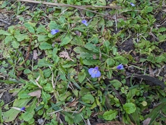 Mazus fauriei