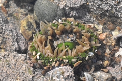 Anthopleura fuscoviridis