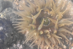 Anthopleura fuscoviridis