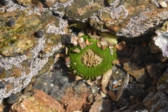Anthopleura fuscoviridis