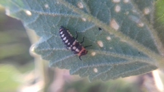 Eriopis connexa