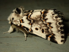 Aglaosoma periblepta