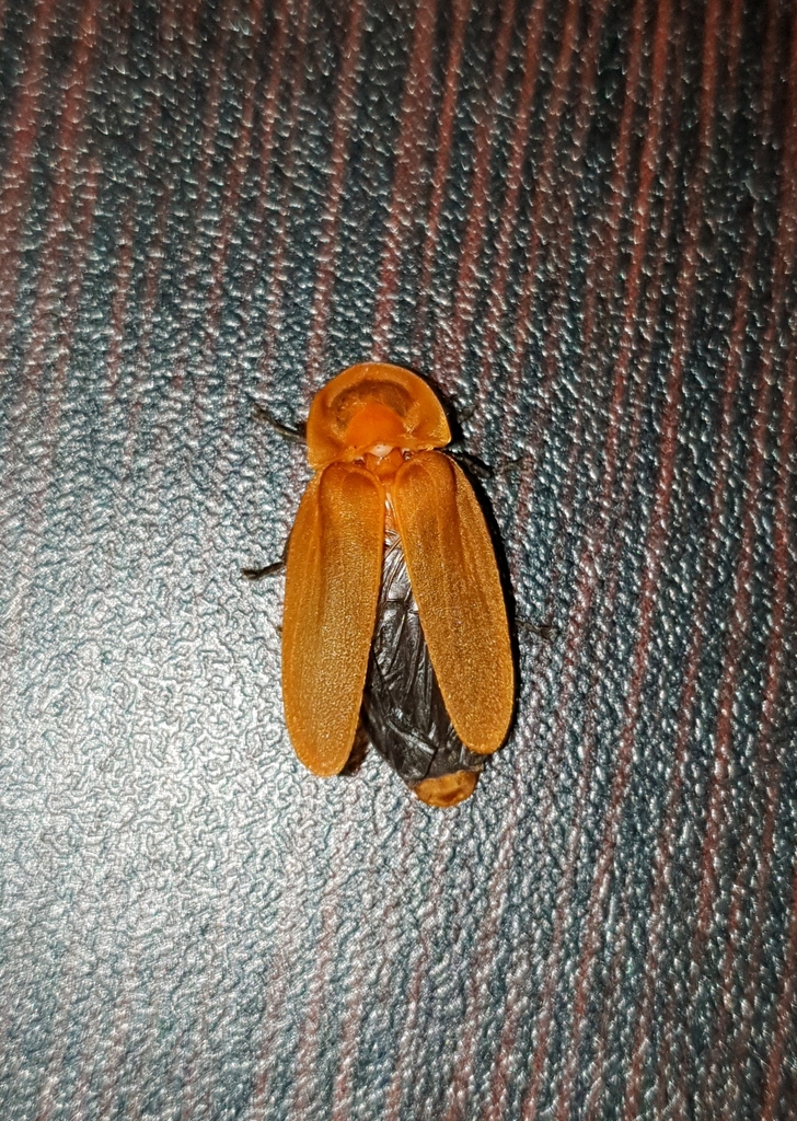 Diaphanes lutescens