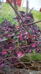 Coleus scutellarioides