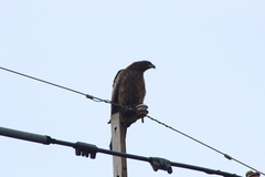 Milvus migrans lineatus