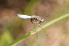 Palpopleura