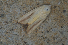 Xanthodes congenita