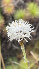 Borya septentrionalis