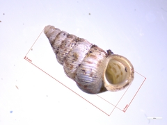 Cochlostoma septemspirale