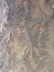 Cnemaspis littoralis