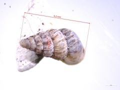 Cochlostoma septemspirale