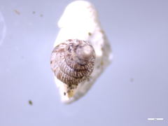 Cochlostoma septemspirale