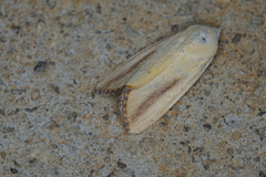 Xanthodes congenita