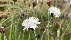 Borya septentrionalis