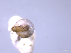 Cochlostoma septemspirale