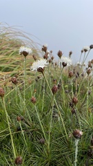 Borya septentrionalis