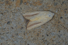 Xanthodes congenita