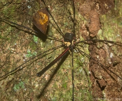 Neopantopsalis pentheter