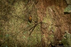 Neopantopsalis pentheter
