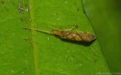 Neopantopsalis pentheter