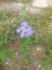 Ageratum houstonianum