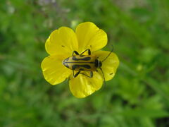 Brachyta interrogationis