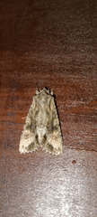 Ichneutica mutans