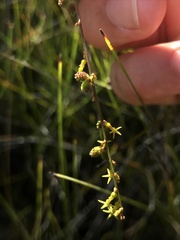 Stackhousia viminea