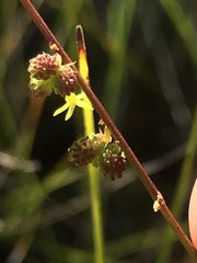 Stackhousia viminea