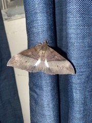 Ischyja