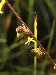 Stackhousia viminea