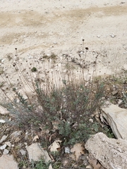 Santolina rosmarinifolia