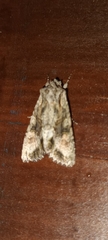 Ichneutica mutans