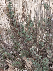 Santolina rosmarinifolia
