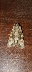 Ichneutica mutans