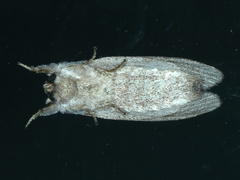 Destolmia lineata