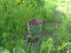 Papaver orientale