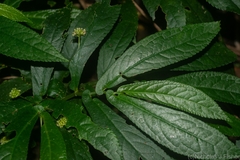 Elatostema reticulatum