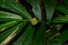Elatostema reticulatum