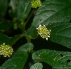 Elatostema reticulatum