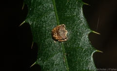 Arkys speechleyi