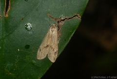 Graphosia stenopepla