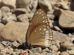 Euploea klugii kollari