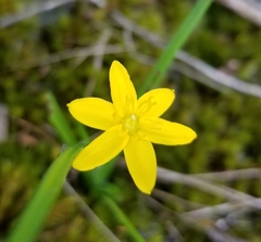 Hypoxis hygrometrica