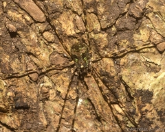 Neopantopsalis pentheter