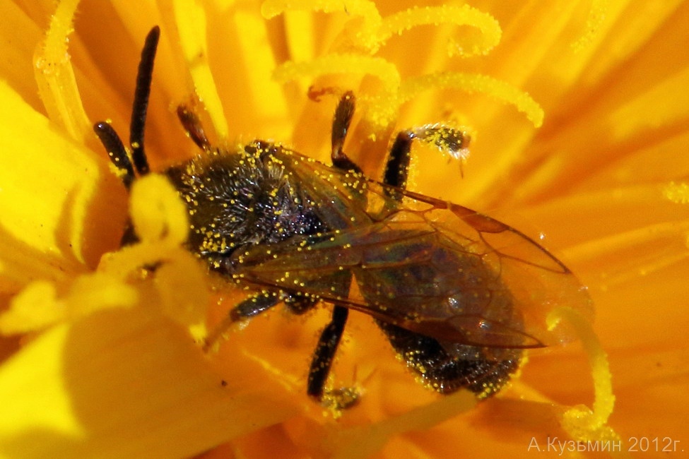Галиктид рода Lasioglossum. Вид №2